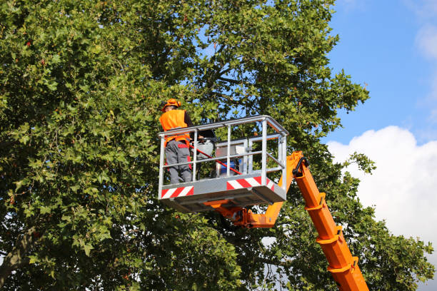 How Our Tree Care Process Works  in Wakefield, VA